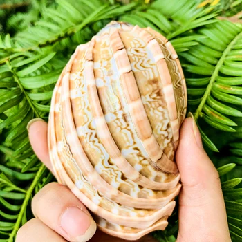 Topoľ Skrutku Prírodné Zriedkavé Shell Conch Akvárium Krajiny Ornament Tichom Skrutku Shell Zberu Vzorky Izba Tvorivé Ozdoby