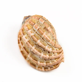 Topoľ Skrutku Prírodné Zriedkavé Shell Conch Akvárium Krajiny Ornament Tichom Skrutku Shell Zberu Vzorky Izba Tvorivé Ozdoby