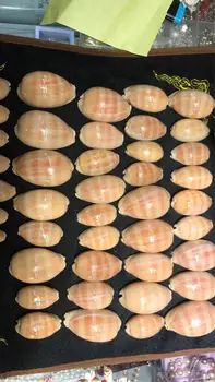 Zriedkavé fialová stripedspecimen zber veľkoobchod prírodné shell dekorácie cowrie shell dekoratívne rybárske siete