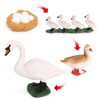 Plastové Realistické Zvierat Životného Cyklu Modelu Swan Cikada Hračka Pre Deti, Hračky