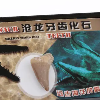 Zvierat, Dinosaurov Mosasaur Zub Skamenelín Vzor Prírodovedných Vzdelávacích