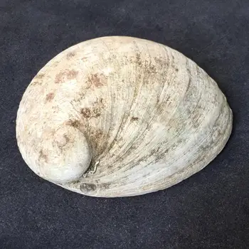 Biela abalone škrupiny Prírodné Abalone Škrupiny Seashell Doma Akvárium Krajiny DIY Dekor Mydla, Držiak na Námorných Domova