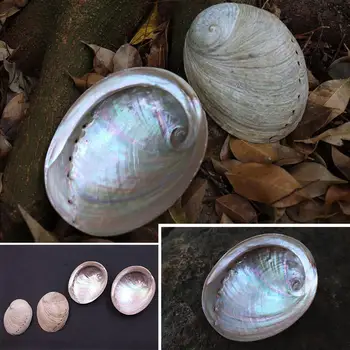 Biela abalone škrupiny Prírodné Abalone Škrupiny Seashell Doma Akvárium Krajiny DIY Dekor Mydla, Držiak na Námorných Domova