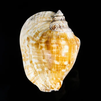 14-16 cm Prírodné Veľké Ucho Conch Slimák Mušlí Plavidlá, Zberateľstvo Svadobné Námorných Domova Ryby Ornament Akváriu Dekorácie