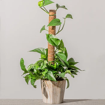 30/40/50 Kokosových Moss Totem Pól Kokosových Moss Stick Pre popínavé rastliny Rastliny Podporujú Rozšírenie Lezenie Kryté Záhradné Rastliny